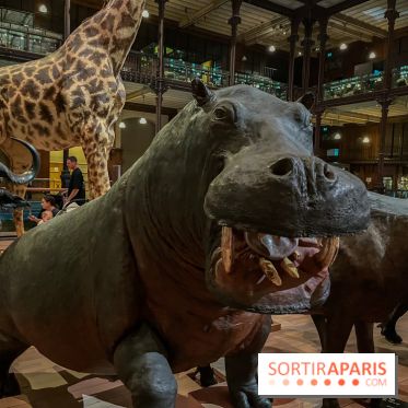 Grande Galerie de l'évolution- visuels 2024 - image00042