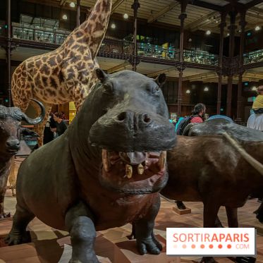 Grande Galerie de l'évolution- visuels 2024 - image00043