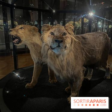 Grande Galerie de l'évolution- visuels 2024 - image00026