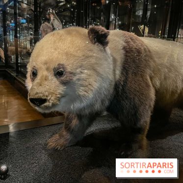 Grande Galerie de l'évolution- visuels 2024 - image00015