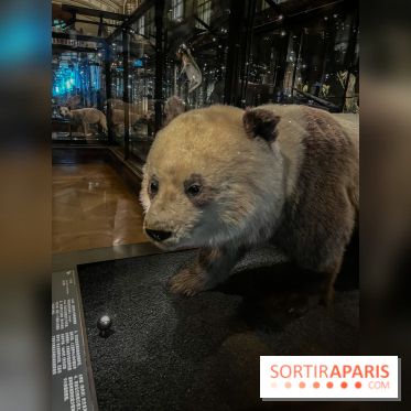 Grande Galerie de l'évolution- visuels 2024 - image00016