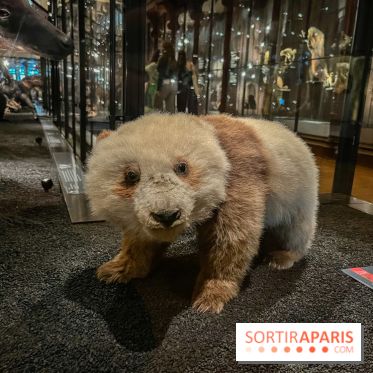 Grande Galerie de l'évolution- visuels 2024 - image00017