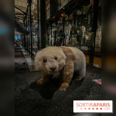 Grande Galerie de l'évolution- visuels 2024 - image00019