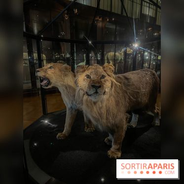 Grande Galerie de l'évolution- visuels 2024 - image00020