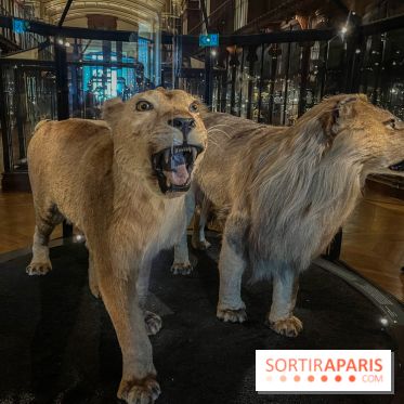 Grande Galerie de l'évolution- visuels 2024 - image00021