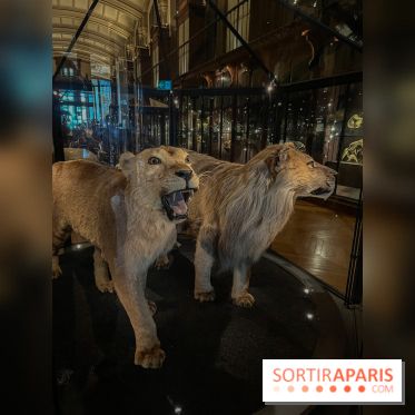 Grande Galerie de l'évolution- visuels 2024 - image00022