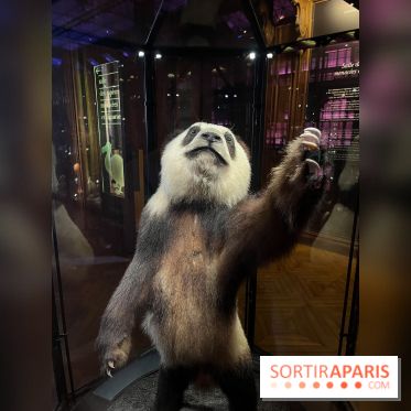 Grande Galerie de l'évolution- visuels 2024 - image00024