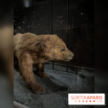 Grande Galerie de l'évolution- visuels 2024 - image00003