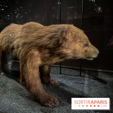 Grande Galerie de l'évolution- visuels 2024 - image00004