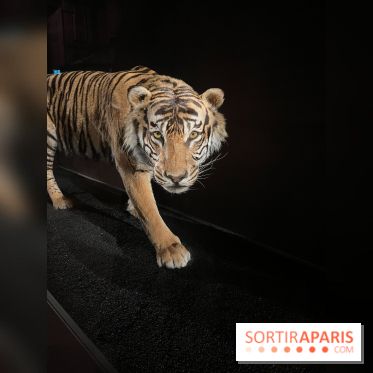 Grande Galerie de l'évolution- visuels 2024 - image00006