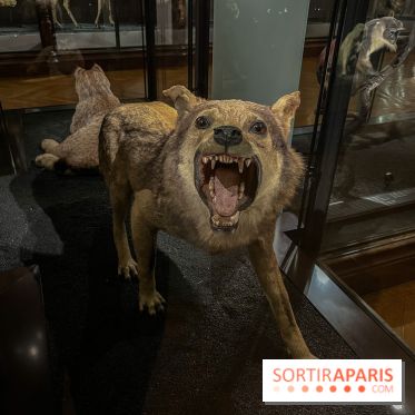 Grande Galerie de l'évolution- visuels 2024 - image00007