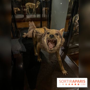 Grande Galerie de l'évolution- visuels 2024 - image00008