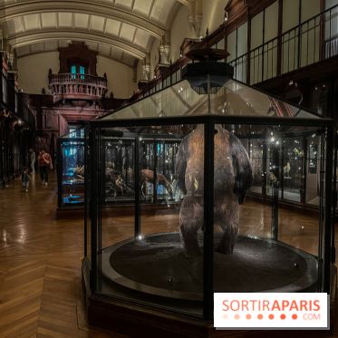 Grande Galerie de l'évolution- visuels 2024 - image00009