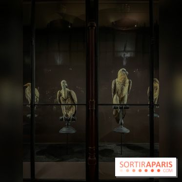 Grande Galerie de l'évolution- visuels 2024