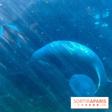 Zoo de Vincennes, Parc zoologique 2024 - lamantins