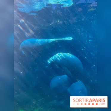 Zoo de Vincennes, Parc zoologique 2024 - nos photos - image00040