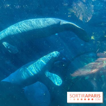 Zoo de Vincennes, Parc zoologique 2024 - nos photos - image00030