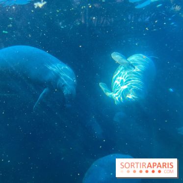 Zoo de Vincennes, Parc zoologique 2024 - nos photos - image00026