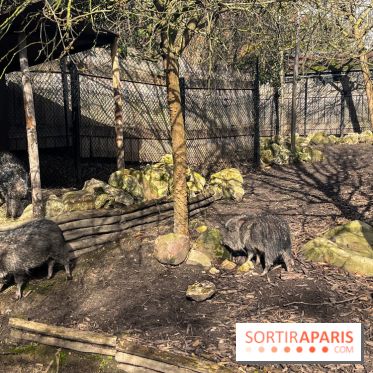 Zoo de Vincennes, Parc zoologique 2024 - nos photos - image00022