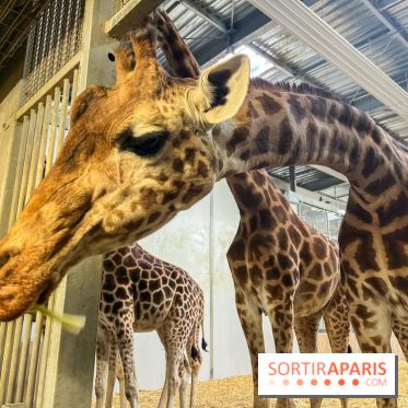 Zoo de Vincennes, Parc zoologique 2024 - nos photos - image00016