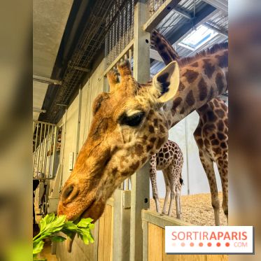 Zoo de Vincennes, Parc zoologique 2024 - nos photos - image00012