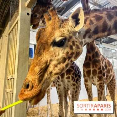 Zoo de Vincennes, Parc zoologique 2024 - nos photos - image00008