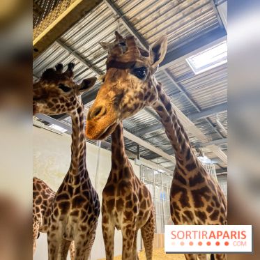 Zoo de Vincennes, Parc zoologique 2024 - nos photos - image00009