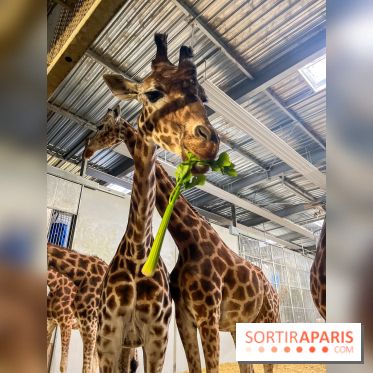 Zoo de Vincennes, Parc zoologique 2024 - nos photos - image00010