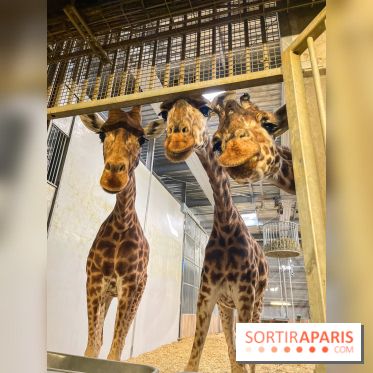 Zoo de Vincennes, Parc zoologique 2024 - nos photos - image00005