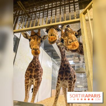 Zoo de Vincennes, Parc zoologique 2024 - nos photos - image00006