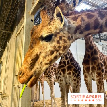 Zoo de Vincennes, Parc zoologique 2024 - nos photos - image00007