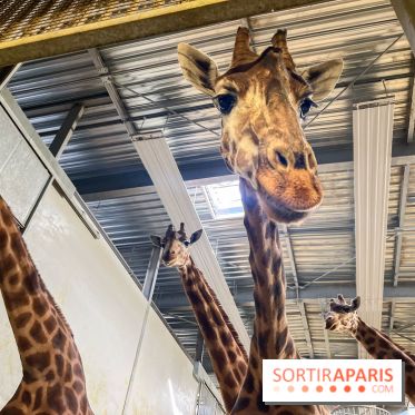 Zoo de Vincennes, Parc zoologique 2024 - nos photos - image00003