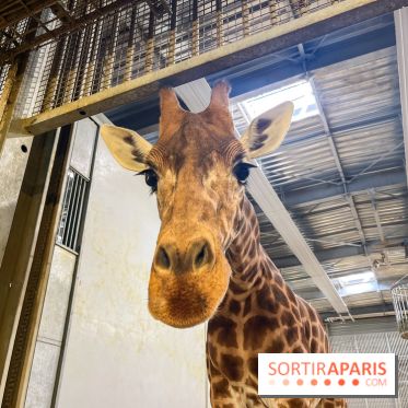 Zoo de Vincennes, Parc zoologique 2024 - nos photos - image00001