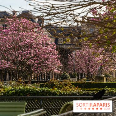 Les magnolias du Jardin du Palais Royal  -  A7C9080