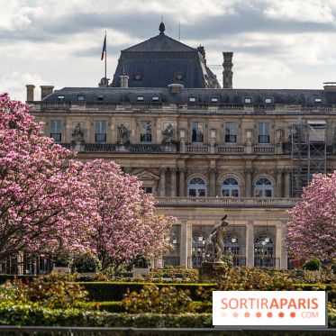 Les magnolias du Jardin du Palais Royal