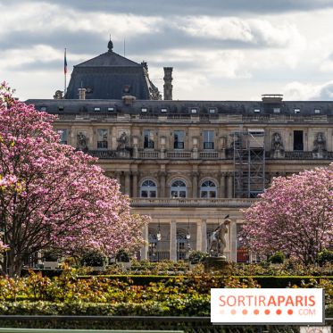 Les magnolias du Jardin du Palais Royal  -  A7C9085