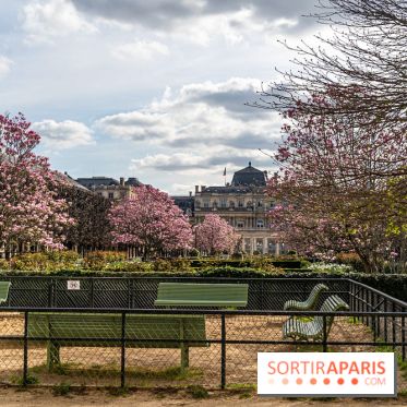Les magnolias du Jardin du Palais Royal  -  A7C9088