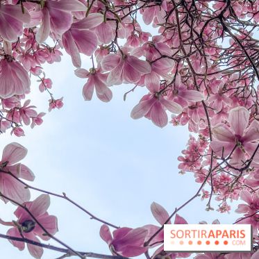 Les magnolias du Jardin du Palais Royal  - IMG 7390