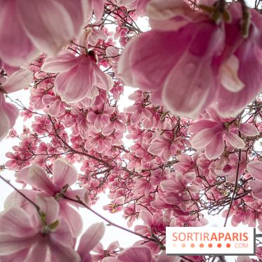Les magnolias du Jardin du Palais Royal  - IMG 7391