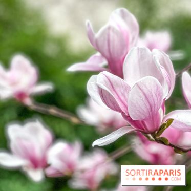 Les magnolias du Jardin du Palais Royal  - IMG 7396