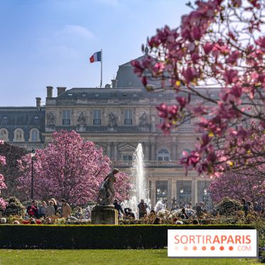 Les magnolias du Jardin du Palais Royal  - printemps - visuel Paris