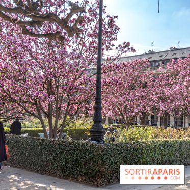 Les magnolias du Jardin du Palais Royal  - printemps - visuel Paris
