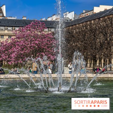 Les magnolias du Jardin du Palais Royal  - printemps - visuel Paris - fontaine - chaleur - beau temps