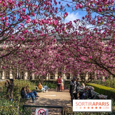 Les magnolias du Jardin du Palais Royal  - printemps - visuel Paris
