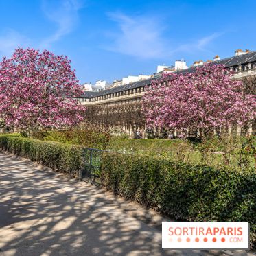 Les magnolias du Jardin du Palais Royal  - printemps - visuel Paris