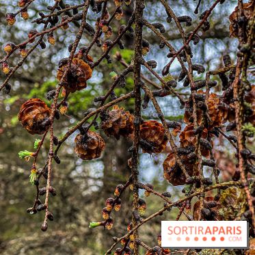 Arbor&Sens, l'Arboretum de Franchard en forêt de Fontainebleau - les photos - IMG 7954