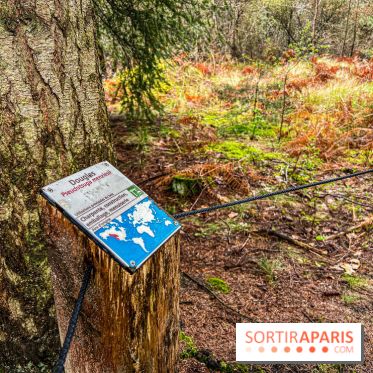 Arbor&Sens, l'Arboretum de Franchard en forêt de Fontainebleau - les photos - IMG 7949