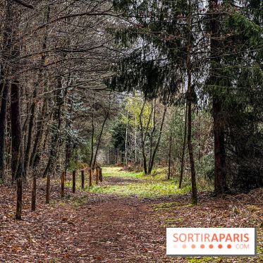 Arbor&Sens, l'Arboretum de Franchard en forêt de Fontainebleau - les photos - IMG 7933