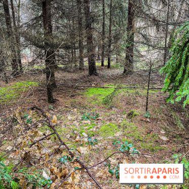 Arbor&Sens, l'Arboretum de Franchard en forêt de Fontainebleau - les photos - IMG 7931
