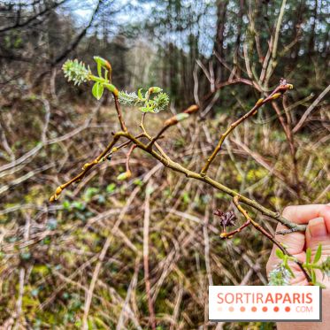 Arbor&Sens, l'Arboretum de Franchard en forêt de Fontainebleau - les photos - IMG 7930